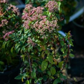 Viburnum Tinus Eve Prince Kont 4,0L - Örökzöld bangita