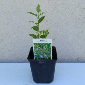 Vinca major Variegata 11x11cm - Tarka levelű nagy meténg