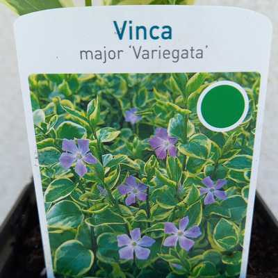 Vinca major Variegata 11x11cm - Tarka levelű nagy meténg
