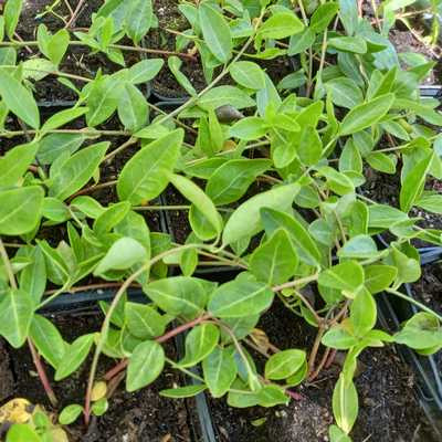 Vinca minor Atropurpurea 9x9 - Kis meténg, bíbor virágú