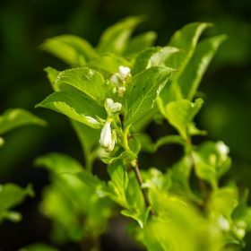 Weigela florida Alba - Rózsalonc, fehér virágú