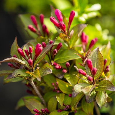 Weigela florida Alexandra - Bordó levelű rózsalonc, rózsaszín virág