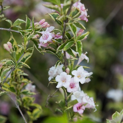 Weigela florida Nana Variegata - Tarkalevelű rózsalonc, rózsaszín virágú