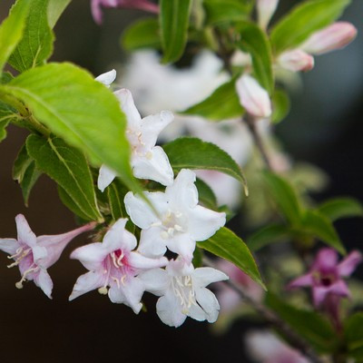 Weigela florida Pink Princess - Rózsalonc, rózsaszín virágú