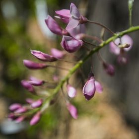 Wisteria sinensis oltványok K3-3,6 - Lilaakác mix