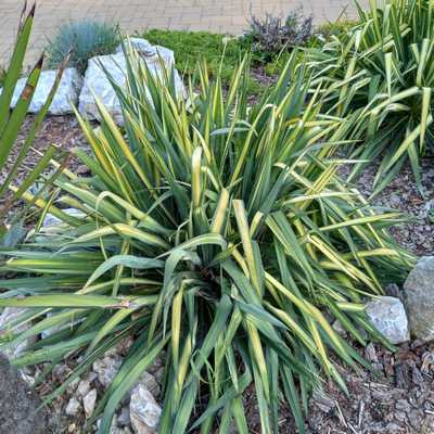 Yucca flaccida Color Gold 15 cm - Pálmalilom / Kerti jukka