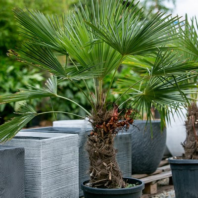 Chamaerops Excelsa P.20Lt. trunk:30/40cm / Trachycarpus fortunei - Kínai kenderpálma