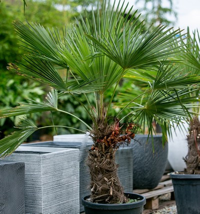 Chamaerops excelsa palma clt. 35 sth. 30/40 - Kínai kenderpálma
