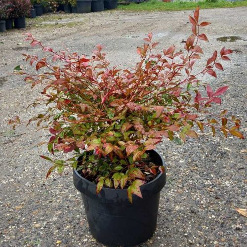Nandina domestica obsessed CLT 9 - Japán szentfa