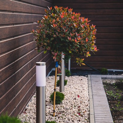 Photinia fraseri Little Red Robin MT 1/2 standard clt.12  D.40/45 - Korallberkenye, törpe, magastörzsű