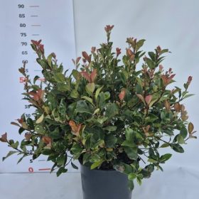   Photinia fraseri Little Red Robin ball clt.9 - Korallberkenye, törpe