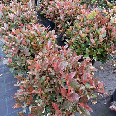Photinia fraseri Little Red Robin  CLT 9 - Korallberkenye, törpe