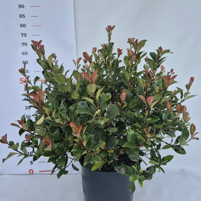 Photinia fraseri Little Red Robin ball clt.9 - Korallberkenye, törpe