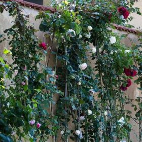 Rosa is Varieta Rampicante Clt. 5 - Futórózsa mix