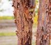 Acer griseum 60-80 C3 - Szürke juhar