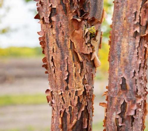 Acer griseum 60-80 C3 - Szürke juhar