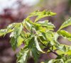 Acer griseum 60-80 C3 - Szürke juhar