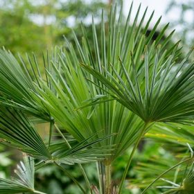   Chamaerops excelsa single steam Clt 80 sth. 140/150 - Kínai kenderpálma