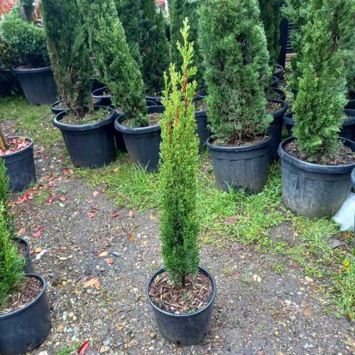 Cupressus sempervirens Totem Bush Clt 3 - Oszlopos európai ciprus