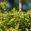 Photinia fraseri Red Robin Bush Clt 5 - Korallberkenye