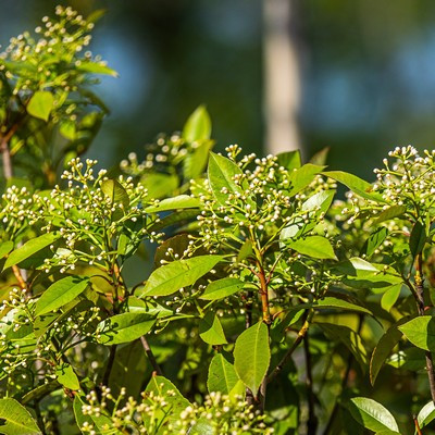 Photinia fraseri Red Robin Bush Clt 5 - Korallberkenye