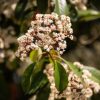 Photinia fraseri Red Robin Bush Clt 5 - Korallberkenye