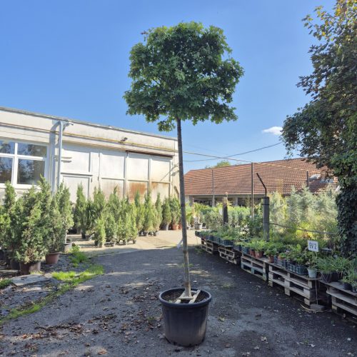 Quercus palustris Green Dwarf Standard C.12/14 - Törpe gömb mocsári tölgy