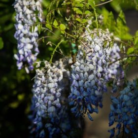 Wisteria in varieta clt 3 H. 120/130 - Lilaakác mix