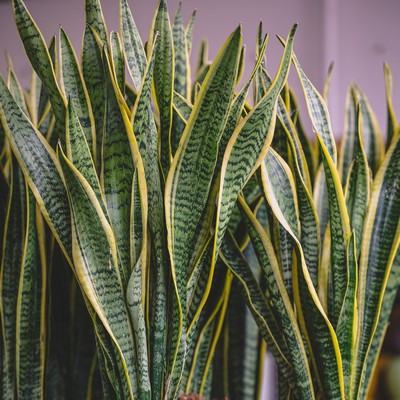Sansevieria Laurentii P.25 H-110 cm