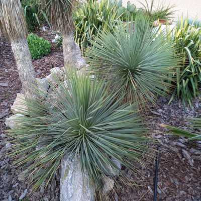 Yucca Rostrata P.15 Lt H-070 cm - Pálmaliliom