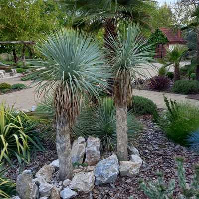 Yucca Rostrata P.45 Lt 80/90 cm - Pálmaliliom