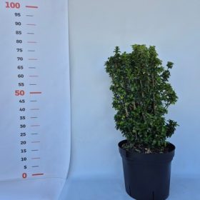   Euonymus japonicus Benkomasaki Bush Clt.9 H.80/90 - Oszlopos japán kecskerágó