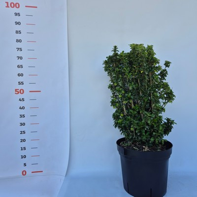 Euonymus japonicus Benkomasaki Bush Clt.9 H.80/90 - Oszlopos japán kecskerágó