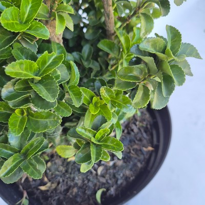 Euonymus japonicus Benkomasaki Bush Clt.9 H.80/90 - Oszlopos japán kecskerágó