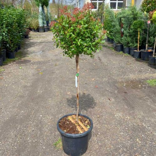 Viburnum tinus Eve Price 1/2 MT Clt.12 D.30/40 - Örökzöld bangita, magastörzsű