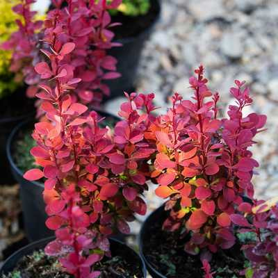 Berberis thunbergii Red Tower 25-30 C3 - Japán borbolya, vörös levelű