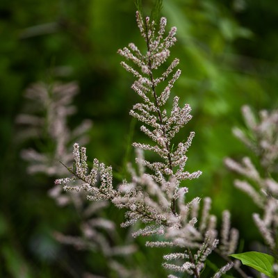 Tamarix tetrandra 60-80 C4 - Korai tamariska