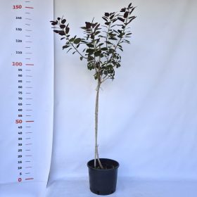   Cotinus cogg. 'Royal Purple' K 7,5 TM 80 - Cserszömörce