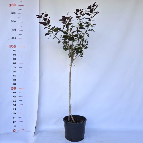 Cotinus cogg. 'Royal Purple' K 7,5 TM 80 - Cserszömörce