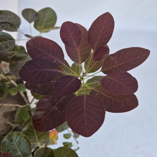 Cotinus cogg. 'Royal Purple' K 7,5 TM 80 - Cserszömörce