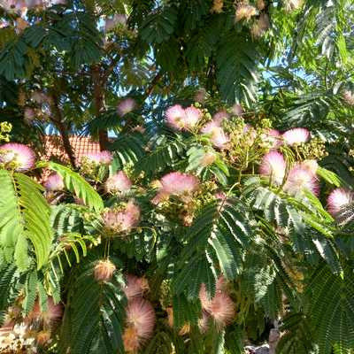 Albizia julibrissin - Selyemakác