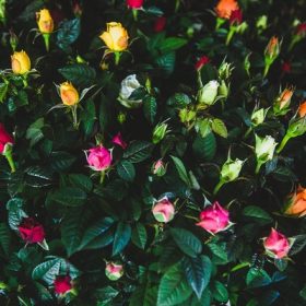 Rosa Kordana  14cs - Törpe rózsa vegyes színekben