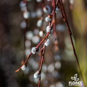 Salix caprea Pendula TM 80 cm - Csüngő barkafűz