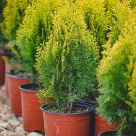 Thuja orientalis Aurea nana 30/40 -Törpe arany keleti tuja
