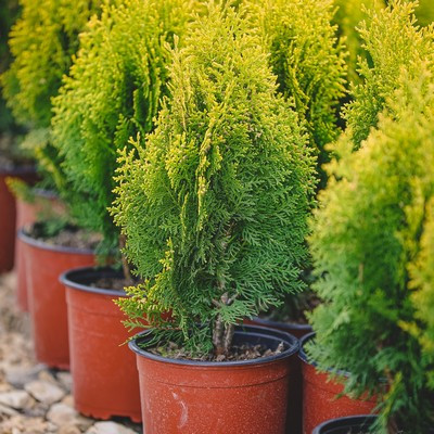 Thuja orientalis Aurea nana 30/40 - - Törpe arany keleti tuja
