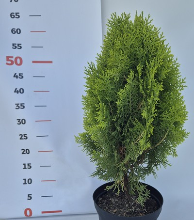 Thuja orientalis Aurea nana 30/40 -Törpe arany keleti tuja