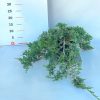 Juniperus horizontalis 'Willtonyy' 40/50