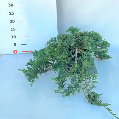 Juniperus horizontalis 'Willtonyy' 40/50