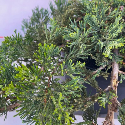 Juniperus horizontalis Willtonyy 40/50
