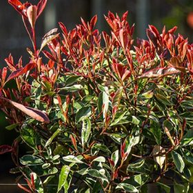   Photinia fraseri Pink Marble 50/60 - Korallberkenye, tarkalevelű